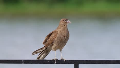 Wild-chimango-caracara,-milvago-chimango-perching-on-the-metal-handrail,-looking-up-staring-at-the-sky-patiently-waiting-for-potential-preys-in-the-wilderness