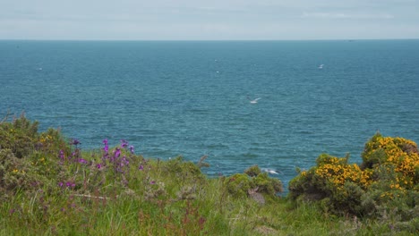 Blühende-Blumen-Auf-Grasbewachsener-Fowlsheugh-Klippe-Mit-Seevögeln,-Schottland