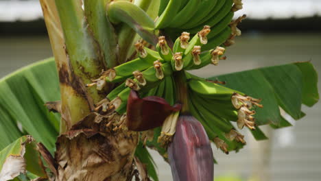 Banana-flower-bud-at-the-bottom-of-a-bunch-of-green-rows-of-fruit-growing-on-a-tree---pedestal-up-isolated-close-up