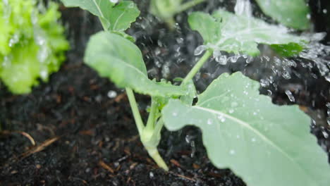 Watering-small-plants-in-the-vegetable-garden