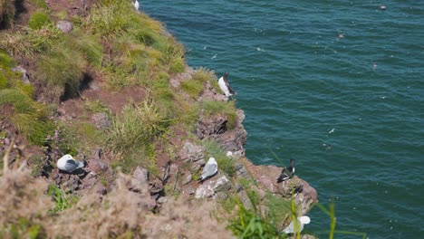 Seagulls-and-guillemots-colony-nesting-on-Fowlsheugh-cliffs,-Scotland