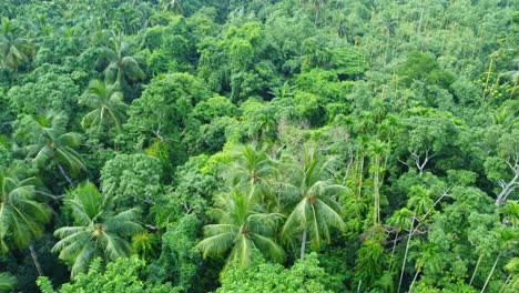 Aerial-or-top-view-of-deep-green-forest-or-jungle-7