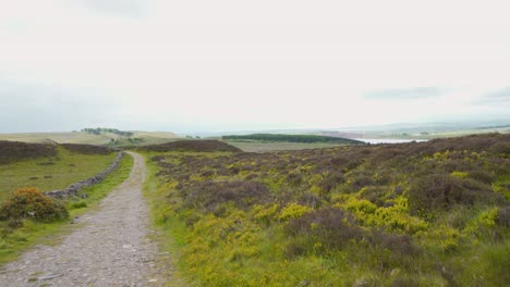 Gravel-path-and-heather-field-in-Lomond-hills-highland,-Scotland