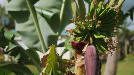 Banana-fruit-growing-in-a-bunch-on-a-tree-above-the-bulbous,-purple-flower-bud