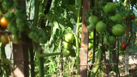 Close-up-handheld-view-of-tomatoes-growing-in-green-house