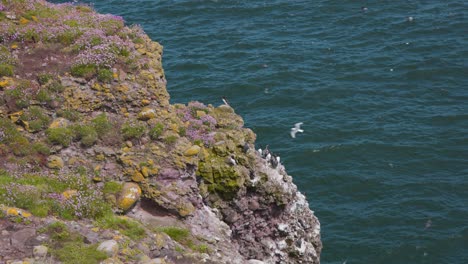 Guillemots-on-Fowlsheugh-cliff,-other-seabirds-flying-around,-Scotland