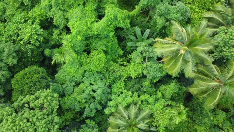 Aerial-or-top-view-of-deep-green-forest-or-jungle-6