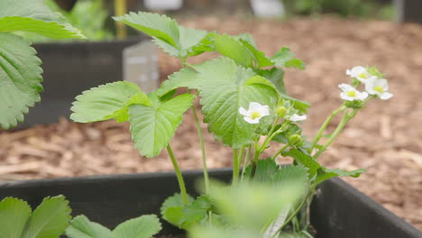Strawberry-plant-with-flower-growing-in-the-garden