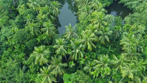 Aerial-or-top-view-of-deep-green-forest-or-jungle-4
