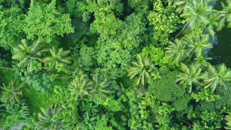 Aerial-or-drone-view-shot-of-deep-green-jungle-7