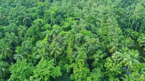 Aerial-or-drone-view-shot-of-deep-green-jungle-3