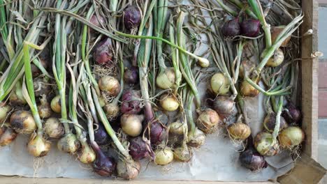 Close-up-overhead-shot-of-onions-inside-box