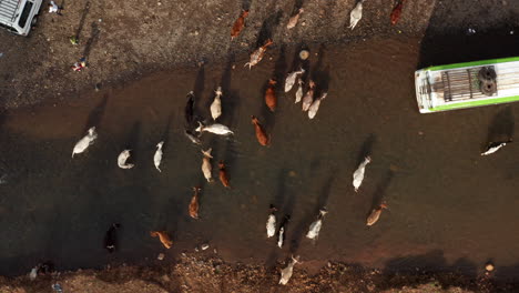 Overhead-View-Of-Herd-Of-Cattle-In-The-River