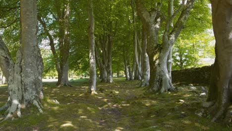 Sacred-celtic-forest-grove,-Balnuaran-of-Clava-burial-ground,-Scotland