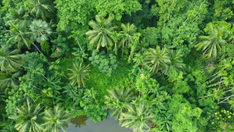 Aerial-or-drone-view-shot-of-deep-green-jungle-9