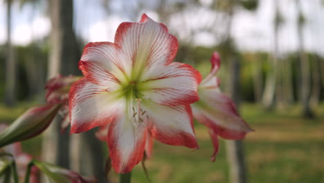 A-large-white-and-red-amaryllis-flower-in-a-tropical-garden---isolated-blowing-in-a-gentle-breeze