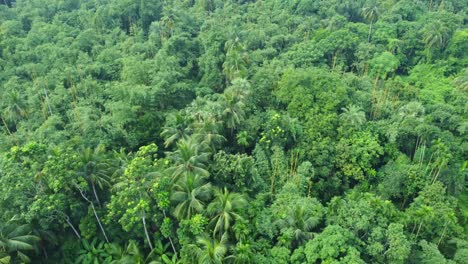 Aerial-or-top-view-of-deep-green-forest-or-jungle-9