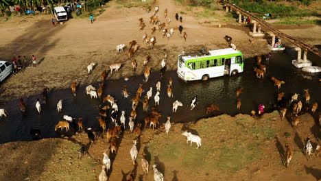 Herd-Of-Cows-Crossing-To-The-Town-From-Pasture-In-Jinka-Town,-Ethiopia