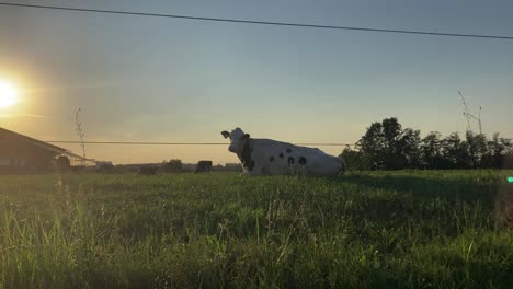 A-black-and-white-cow-is-resting-sitting-on-the-grass-in-a-pasture-in-an-Italian-countryside-at-sunset,-behind-her-the-sun-is-going-down-and-spreading-a-beautiful-light
