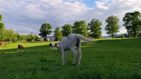 White-horse-grazing-grass-in-paddock,-other-horses-and-fence-in-background,-saturated-sunny-colors