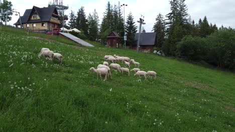Flyover-of-a-flock-of-sheep-grazing-on-farmland-near-the-Polish-Tatry-Mountains,-near-Zakopane,-Poland,-and-it's-famous-Gubalowka-Hill---4K-30FPS-Smooth-Tracking-Forwards-Very-Close
