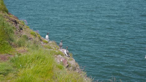 Guillemots-on-scottish-Fowlsheugh-cliffs,-other-seabirds-flying-around