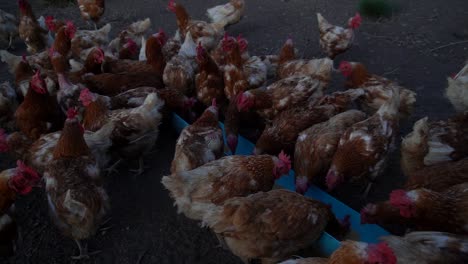 Traveling,-handheld,-high-angle-view-of-a-group-of-hens-feeding-at-dusk