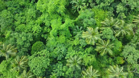 Aerial-or-top-view-of-deep-green-forest-or-jungle-8