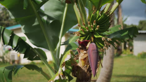 An-unripe-bunch-on-bananas-with-a-large-flower-bud-on-a-tree
