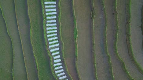 Aerial-overhead-shot-of-flooded-rice-fields-with-water-and-rain