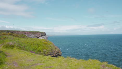 Grassy-Fowlsheugh-cliffs-with-seabird-colonies-flying-above,-Scotland