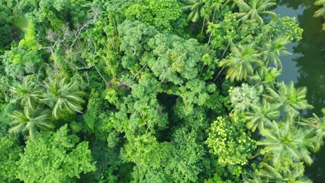 Aerial-or-drone-view-shot-of-deep-green-jungle-2
