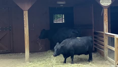 Static-shot-of-two-black-bulls-eating-hay-straws-outside-stable,-Farm-animals-concept