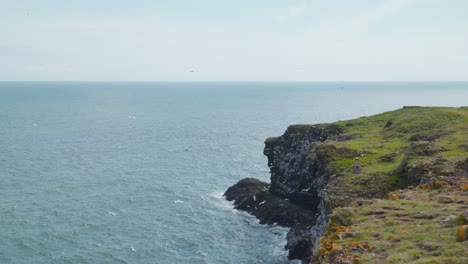 Seabird-colony-above-Fowlsheugh-sea-coast-cliffs-in-Scotland