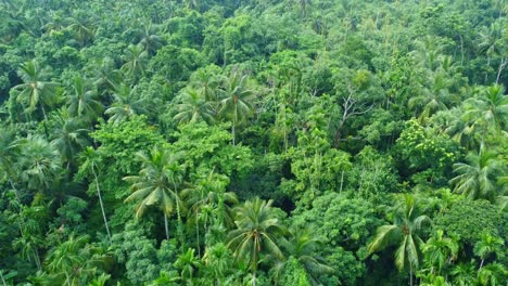 Aerial-or-drone-view-shot-of-deep-green-jungle-4