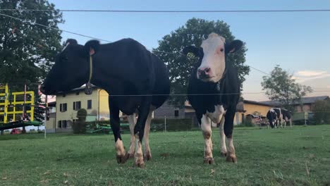 Two-cows-graze-in-a-meadow-in-front-of-the-barn-and-a-third-joins-them-shortly-after,-eating-grass-on-a-late-summer-afternoon-in-the-Parma-countryside-in-Italy
