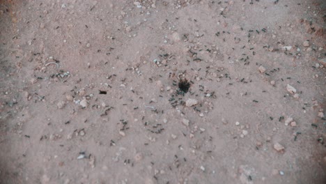 Time-lapse-of-many-ants-over-their-nest-on-the-ground