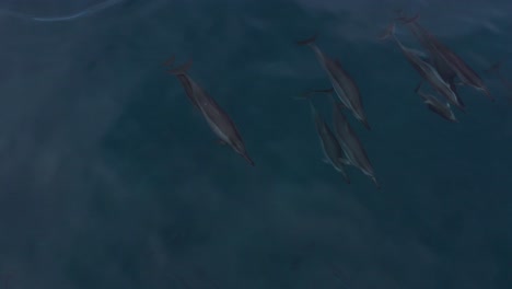 Schote-Von-Spinnerdelfinen,-Die-Im-Pazifischen-Ozean-In-Makua,-Oahu,-Hawaii-Schwimmen