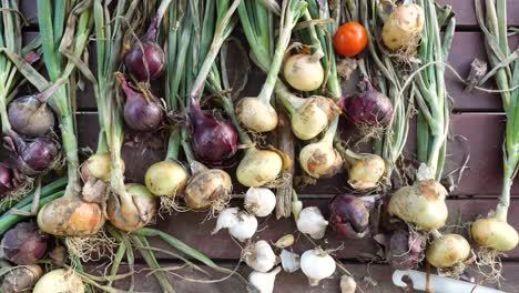 Top-down-sliding-shot-over-purple-and-yellow-onions-drying-on-table
