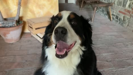 A-dog-yawns-in-front-of-the-room-sitting-on-a-porch,-Bernese-mountain-dog,-big-black-and-white-dog