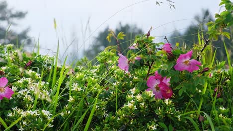 Hummel-Fliegt-Im-Garten-Mit-Rosa-Süßen-Briarblumen,-Die-Im-Frühling-Blühen