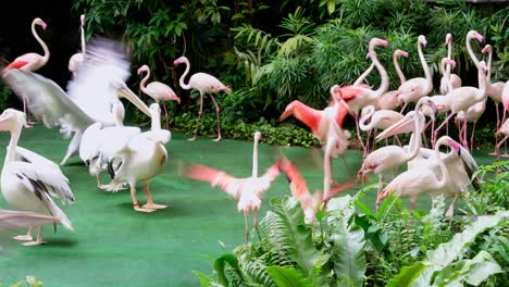 Flamingos-Und-Pelikane-In-Einem-Schutzgebiet-Innerhalb-Eines-Gebiets-Mit-Natürlicher-Und-Künstlicher-Vegetation
