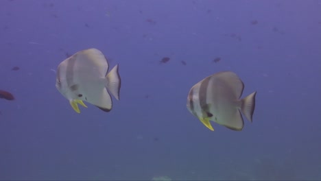 Zwei-Fledermausfische,-Die-Nahe-An-Der-Kamera-über-Tropischem-Korallenriff-Vorbeiziehen