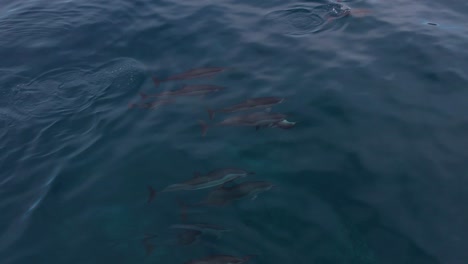 Spinner-Dolphins-in-Hawaii,-aerial-view-from-above
