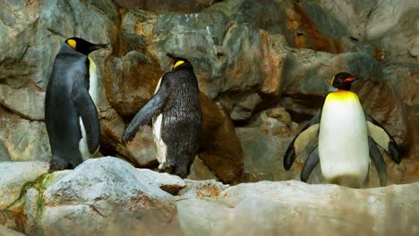 Pingüino-Rey-En-Un-Ambiente-Controlado-En-Un-Zoológico-Para-Preservar-La-Especie