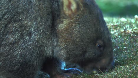 A-Tasmanian-Wombat-at-Cradle-Mountain-national-park-getting-its-fill-of-grass