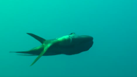 Batfish-swimming-in-slow-motion-towards-camera-in-open-ocean