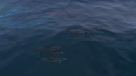 Spinner-Dolphin-family-swimming-in-ocean,-view-from-above