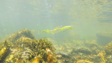 A-static-underwater-shot-of-a-seaweed-waving-in-the-current