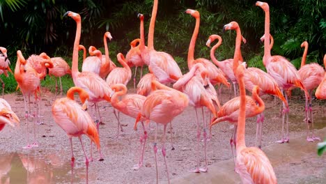 Große-Anzahl-Von-Flamingos-Im-Naturschutzgebiet